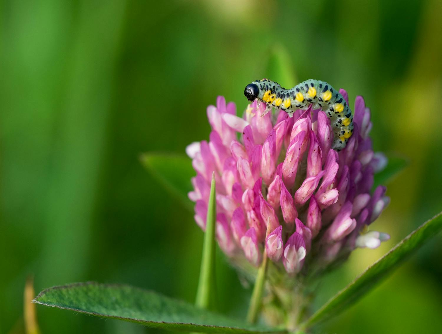 Veronika Sund Makrobild av insektslarv på klöverblomma